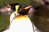 Penguins back to back