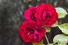 red roses