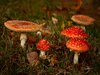Mushrooms