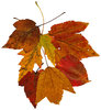 Fall Leaves