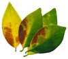 Green & Yellow