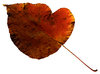 Leaf 28