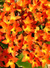 flaming flowers1