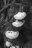 Bracket fungi
