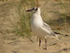 Sea-gull