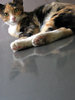 cute cat 7