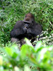 shy kong 2