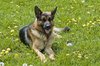 german shepherd