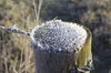 Hoar frost