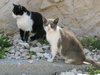 cats outdoors