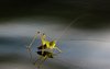 Reflected_Hopper