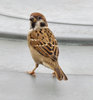 watchful sparrow