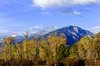 Aspens and Peaks