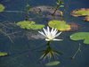 lotus flower