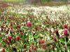 Clover Color