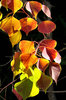 light & shadow autumn leaves1