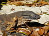 leathery lizard