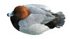 Common Pochard