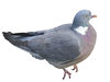 Pigeon