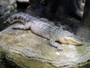 Alligator