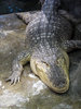 Alligator