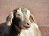 sleepy eyed goat