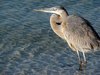 Heron Waiting
