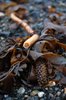detritus 1