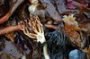 seaweed