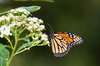 Monarch gathering