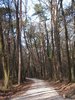 forest path