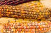 Indian Corn