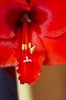 Amaryllis