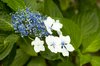 Blue Flower