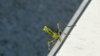 mantis on marmor table