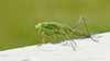 mantis on marmor table
