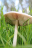 mushroom