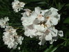 White flower