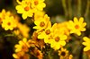 Posies 3
