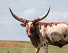 Long Horn