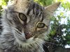 Demetrio the cat