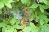 Wet Web