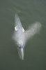 Baby Grey Whale
