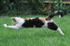Pouncing Cat