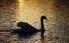 Swan Lake