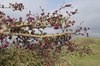 Hawthorn