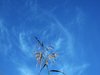Grassy Sky