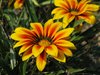 Gazania daisy