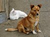 friendly coexistence