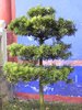 pretty tree